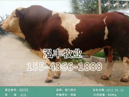 西门塔尔种公牛精液6639