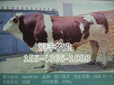 西门塔尔种公牛精液DQXPR758